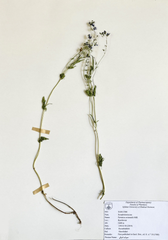 Veronica orientalis Mill.-سیزاب شرقی