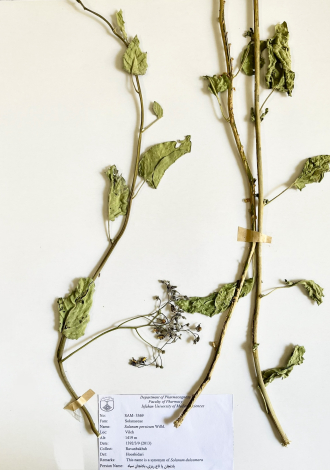 Solanum persicum Willd.-بادنجان یا تاج ریزی، بادنجان سیاه