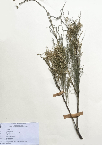 Tamarix ramosissima Ledeb.-گز پرشاخه