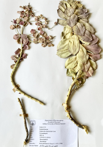 Euphorbia denticulata Lam.-فرفیون، شیر سگ، فرفیون دندانه دار