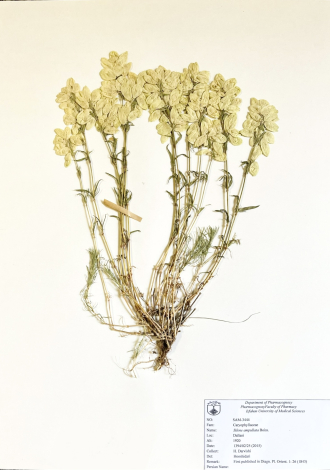 Silene ampullata Boiss.-