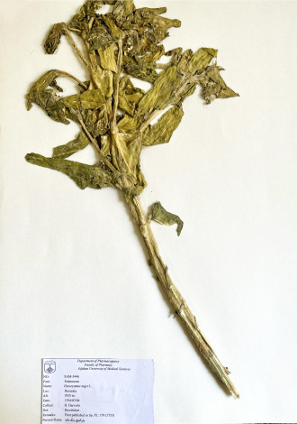 Hyoscyamus niger L.-بذرالبنج، بنگ دانه