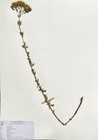 Hypericum scabrum L.-علف چای، گل راعی، گل راعی دیهیمی، علف زیره، زنبق کوهی