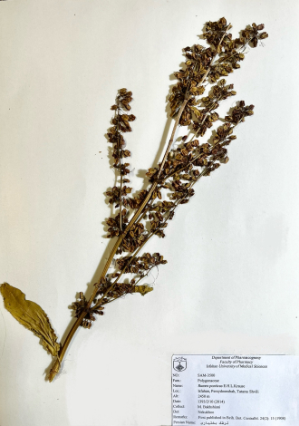 Rumex ponticus E.H.L.Krause-ترشک بختیاری