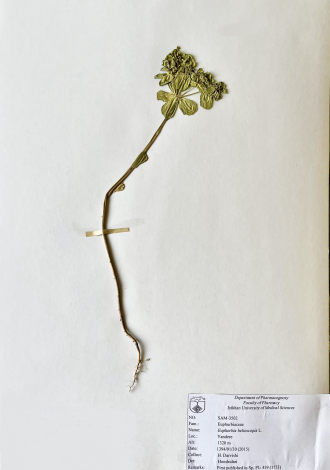 Euphorbia helioscopia L.-