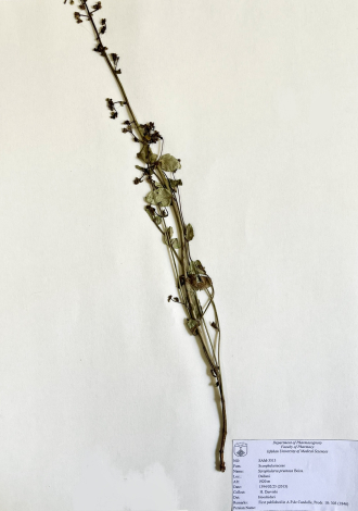 Scrophularia pruinosa Boiss.-