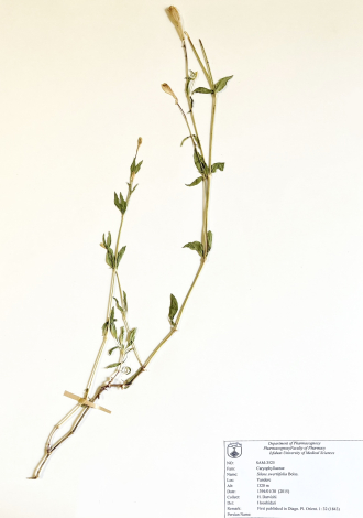 Silene swertiifolia Boiss.-