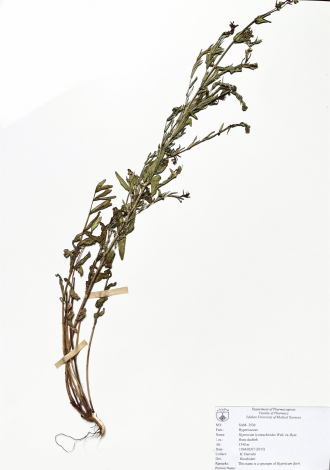 Hypericum lysimachioides Wall. ex-Dyer.-