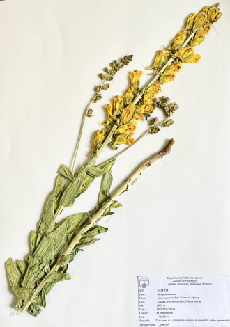 Linaria pyramidata Tourn. ex Spreng.-کتان هرمی