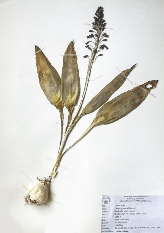 Bellevalia tristis Bornm.-تمشکین راسوندی