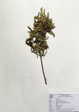 Daphne mucronata Royle.-خوشک، دافنه، برگبویی زاگرسی، مازریون، مزرین