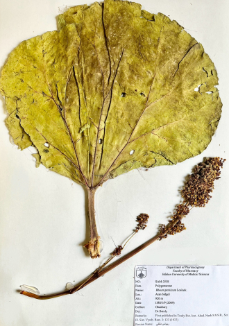Rheum persicum Losinsk.-ریواس دنائی