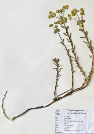 Euphorbia helioscopia L.-
