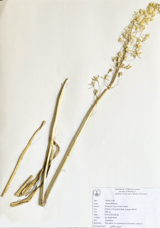 Eremurus spectabilis Ledeb.-سریش تماشایی