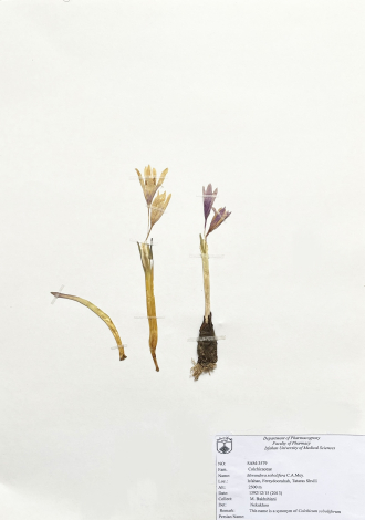 Merendera sobolifera C.A.Mey.-