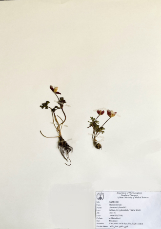 Anemone biflora DC.-آنمون، شقایق نعمانی، آلاله
