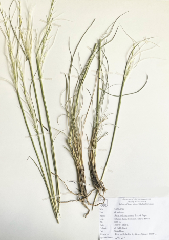 Stipa hohenackeriana Trin. & Rupr.-استپی بیابانی