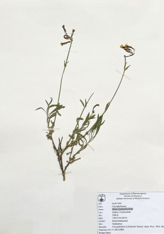 Silene erysimifolia Stapf.-