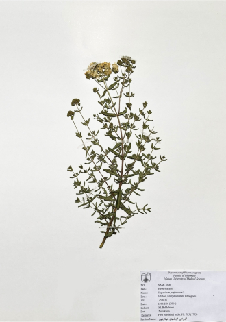 Hypericum perforatum L.-گل راعی، گل شهناز، هوفاریقون