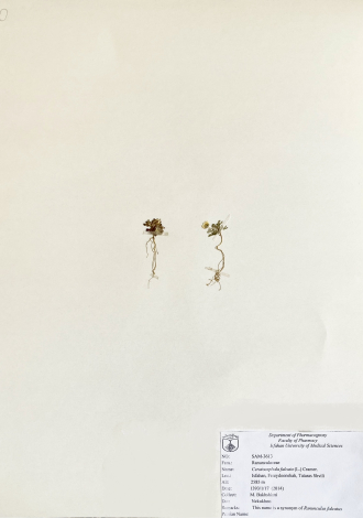 Ceratocephala falcata (L.) Cramer.-