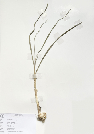 Allium sativum L.-سیر