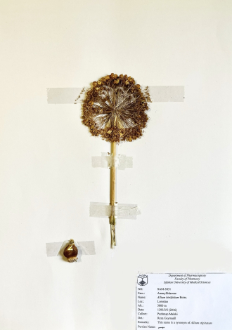 Allium hirtifolium Boiss.-موسیر