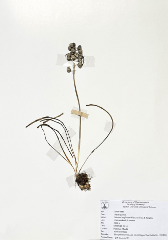 Muscari neglectum Guss. ex-Ten. & Sangiov.-کلاغک، سرمه کلاغ