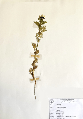 Adonis flammea Jacq.-چشم خروس آتشین