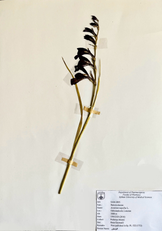 Aconitum napellus L.-اقونیطون