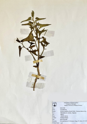 Bryonia multiflora Boiss & Heldr.