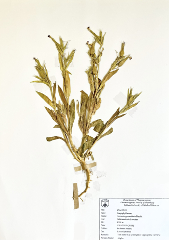 Vaccaria pyramidata Medik.-صابونک