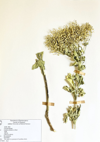 Cardaria draba (L.) Desv-ازمک