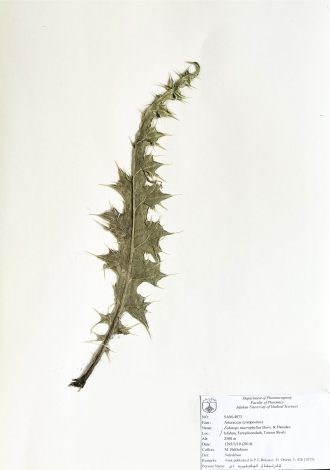 Echinops macrophyllus Boiss. & Hausskn.-شکرتیغال کهگیلویه ای
