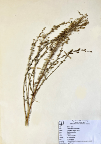 Artemisia persica Boiss.-درمنه ایرانی