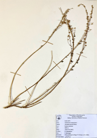 Artemisia persica Boiss.-درمنه ایرانی