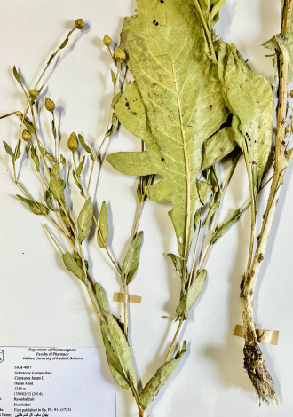 Centaurea behen L.-بهمن سفید، گل گندم طلایی