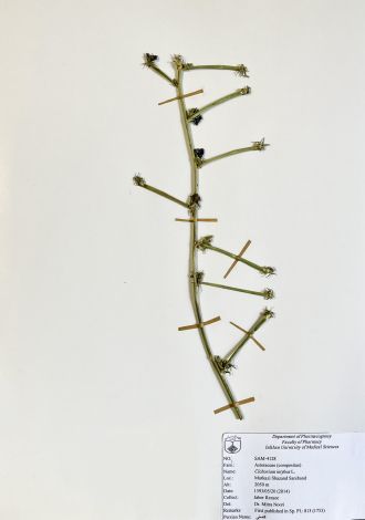 Cichorium intybus L.-کاسنی