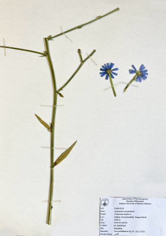 Cichorium intybus L.-کاسنی