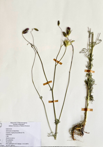 Crupina crupinastrum (Moris) Vis.-سیاه فندق، دانه سیاه