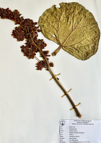 Zingeria trichopoda (Boiss.) P.A.Smirn.-موئین چمن