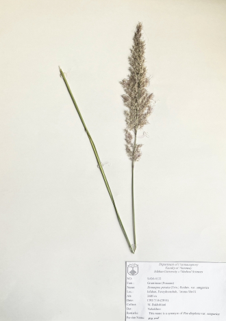 Eremopoa persica (Trin.) Roshev. var. songarica-گندم پوچو
