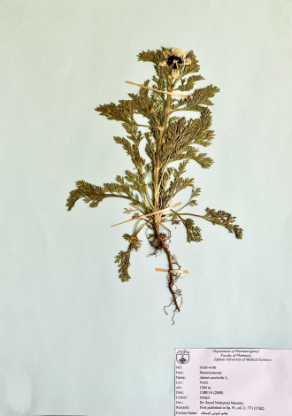 Adonis aestivalis L.-چشم خروس تابستانه