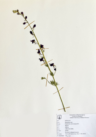 Delphinium oliverianum DC.-زبان پس قفا