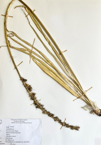 Eremurus olgae Regel.-سریش طناز