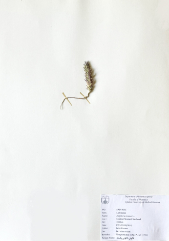 Ziziphora tenuior L.-کاکوتی، کاکوتی یکساله