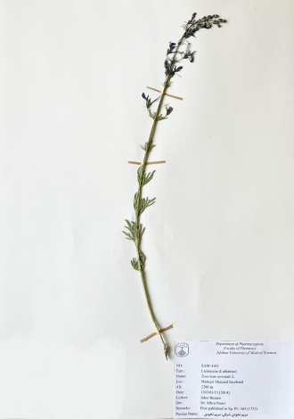 Teucrium orientale L.-مریم نخودی شرقی، مریم نخودی