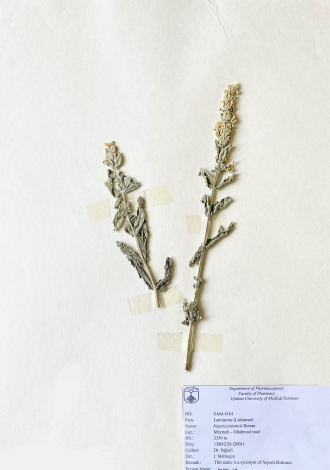 Nepeta sintenisii Bornm.-نوعی پونه سا