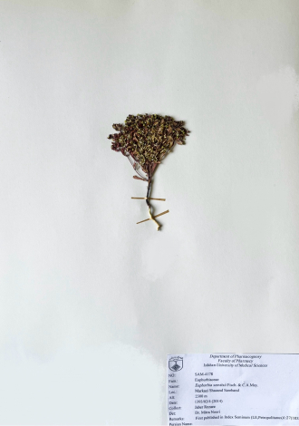 Euphorbia szovitsii Fisch. & C.A.Mey.-
