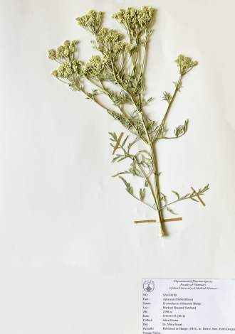 Eremodaucus lehmannii Bunge.-