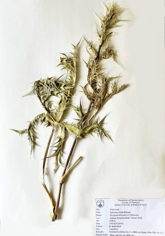 Eryngium billardierei F.Delaroche.-زول، بوقناق، زول برگ پهن، چوچاق